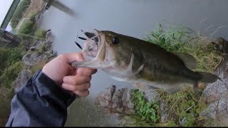 府中湖バス釣り　貴重な1匹