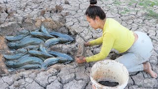 Dry Season 2024 Fishing | Digging dry mud to harvest a lot of fish