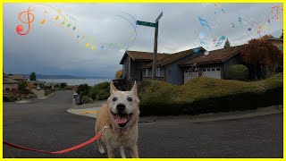 Sacajawea Park & Marine Hills Neighborhood Dog Walk with Relaxing Music