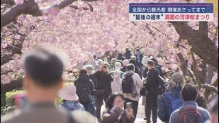 河津桜まつり終了まであと３日　満開の桜のもと大勢の観光客が…あすから最後の週末