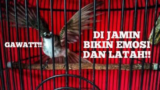 PANCINGAN/SUARA TRUCUKAN UKLIK,GARUDA BIKIN EMOSI!!