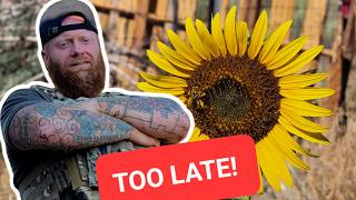 Start a HOMESTEAD with No MONEY
