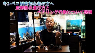 キンペコ飼育初心者の方へ　産卵筒の選び方と産卵が近づいた雌雄の行動について説明