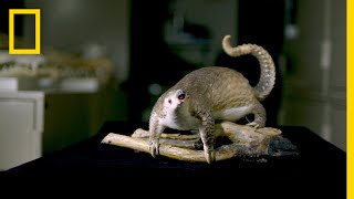 Opiates and Pangolin Scales is Rumor Debunked | National Geographic