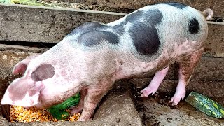 CRIAÇÃO DE PORCO produzindo sua própria carne e gordura