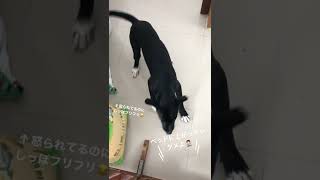 【犬27頭飼い】怒られてるのにめっちゃ嬉しそうな愛犬。#保護犬 #多頭飼い #バリ島 #Shorts