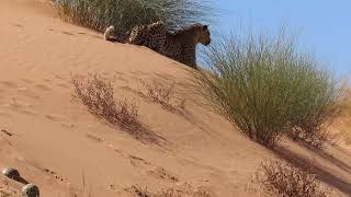 Kgalagadi 2024 - Leopard between Tierkop \u0026 Kij Kij