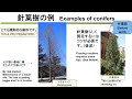 102 剪定教室「庭と庭木の樹形」　garden and tree shape. miki3