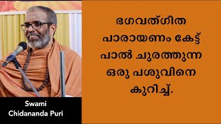 ഭഗവത്ഗീത പാരായണം കേട്ട് പാൽ ചുരത്തുന്ന ഒരു പശുവിനെകുറിച്ച്.