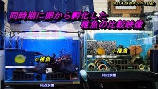 2021.4.29のキンペコ日記：卵で蹴り出し⇒人工孵化した２水槽の稚魚比較映像