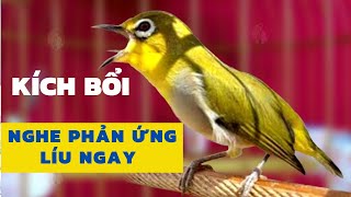 Vành khuyên líu đấu | Khuyên líu kích bổi | SIÊU HAY Kích lửa vành khuyên líu đấu | khuyên líu