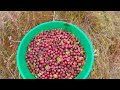 Как собирают клюкву в Сибири. Васюганское болото. how we harvest cranberries in siberia