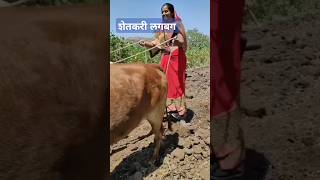 मिरगाअगोदर ची शेतकरी राजाची लगबगीने मशागतीसाठी ची तयारी सुरू