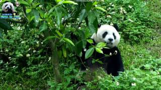 20170414 圓仔幫玉蘭花樹施肥 The Giant Panda Yuan Zai