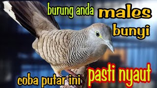 @RajaPerkutut99 suara perkutut lokal