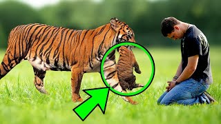 The Tigress Gave Her Cubs to This Man, Then He Did Something Unbelievable