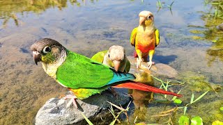 Green cheek conure sound : It's cold today. Will the parrot take a bath?