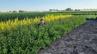 Ligustrum Green Screen: bring hedging to a new level!