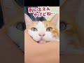 仕事の邪魔をする猫 shorts 【猫アテレコ】