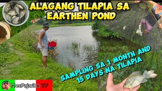 Pag-aalaga ng Tilapia sa Earthen Pond|| SAMPLING?Paano at Bakit?