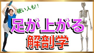 【開脚の柔軟超簡単】  足を高く上げる仕組み解説 バレエ解剖学