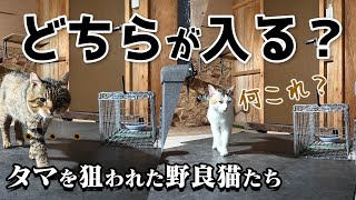 【どっちなんだい!?】捕獲器に入って去勢されるのはどっちの野良猫？