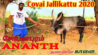 Covai Jallikattu 2020 | கோவை ஜல்லிக்கட்டில் சோபனபுரம் ஆனந்த் அண்ணனின் நெட்டை கொம்பன் காளை 2020