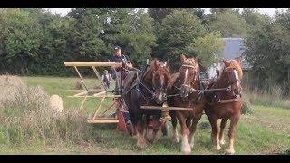 Høstfest Hertha 2018