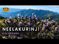 Neelakurinji bloom in Idukki  | Kallippara | Idukki | 4K