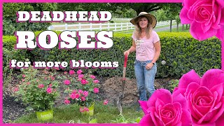 Deadhead Roses For More Blooms