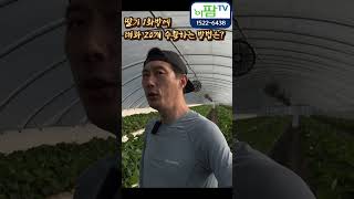 딸기 1화방에 대과로 20개 수확하는 방법은??