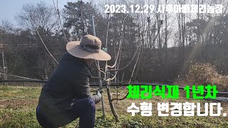 [2023.12.29] 식재1년생 체리나무 수형 변경합니다.