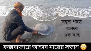 কক্সবাজারে অদ্ভুত মাছ 😲 | সমুদ্র পাড়ে অজব একটি মাছ ভেসে উঠলো 😳 | Cox's Bazar