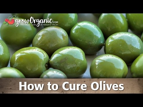How to Cure and Preserve Your Own Olives How to Cure and Preserve Your Own Olives