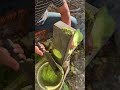 The craftsman uses auxiliary equipment to cut tobacco leaves into shreds