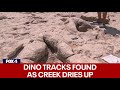 Dinosaur tracks found at Dinosaur Valley State Park