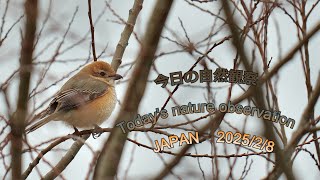 今日の自然観察　Today's nature observation　JAPAN  2025/2/8