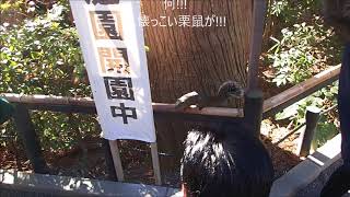 ２０１８．０１．０１　鶴岡八幡宮(鎌倉）　へ初詣