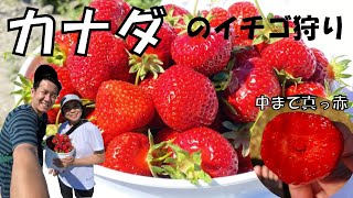 【海外生活】カナダのいちご狩りは、結構過酷よねw | #Strawberrypicking #Vancouver #カナダ生活 #二人暮らし