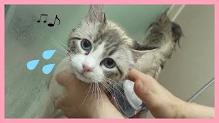 Ragdoll Cat bath so easy?  How to Give a Kitty a Bath