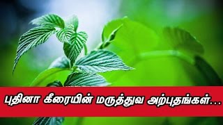 Amazing Health Benefits Of pudina - புதினா கீரையின் மருத்துவ அற்புதங்கள்…