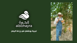 تجربة بوعثمان في زراعة الرمان 🧑🏼‍🌾 | Albohayra