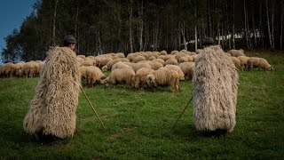 The enigmatic sheperds of Romania's mountains