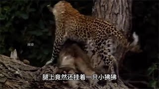 狒狒妈妈不幸遭花豹猎杀，小狒狒也跟着被拖到了树上，太可怜了！