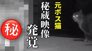 一触即発？元ボス猫の勇ましい姿に驚愕！