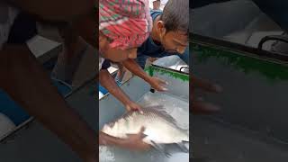 Big ruhi fish 180 tk pric in Bangladesh #amazing #fish #fishl #fishing #amazingfish #fishcutting