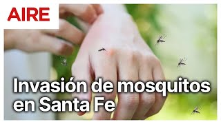 🔴 ¿Por qué aparecieron tantos mosquitos en Santa Fe en la última semana? 🔴