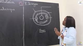 Cours - Première L2 - SVT : Résumé de cours sur l'ultrastructure cellulaire / Suite / Mme Cissé