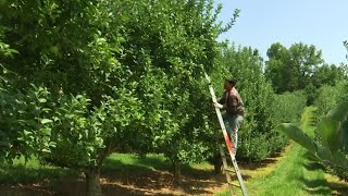 How a 130-year-old orchard became the ‘welcome wagon’ for Botetourt County