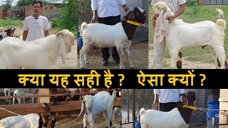 कौन सी अलग Goat Breed यहाँ बन रही है | 3 अलग ब्रीड के Breeder, एक ही फार्म पर क्यों